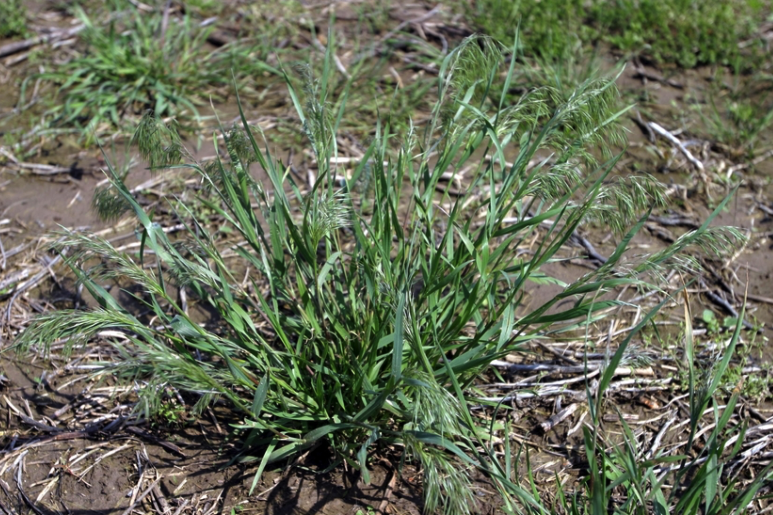 click on button for info on downy brome